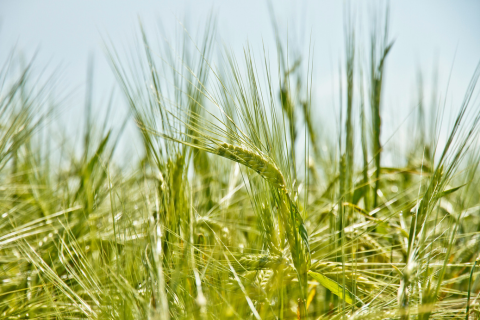 Les bienfaits de l'herbe d'orge et la magie du jus