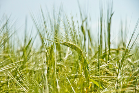 Barley growing in a field