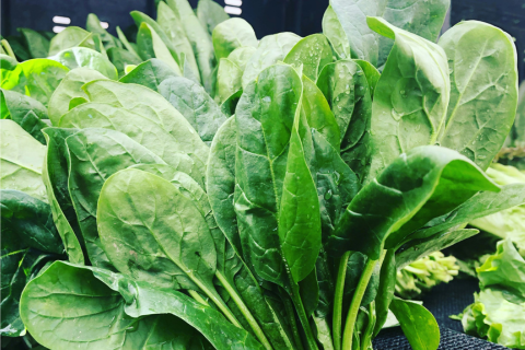 Fresh spinach leaves