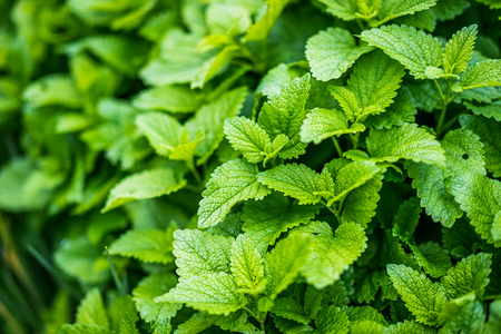 L-Theanine and Lemon Balm: Magic Relaxation