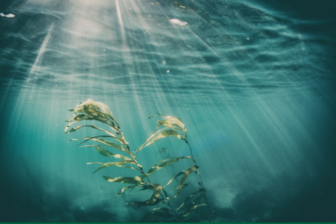 Best Seaweed Supplements