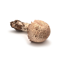 Almond Mushroom