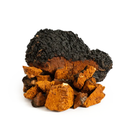 Chaga Mushroom