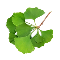 Gingko Biloba 