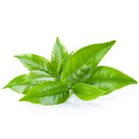 Green Tea Extract 