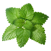 Lemon Balm 