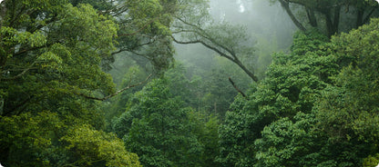 Transparent Greens V80 Powder