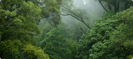 Transparent Greens V80 Powder