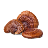 Reishi Mushroom