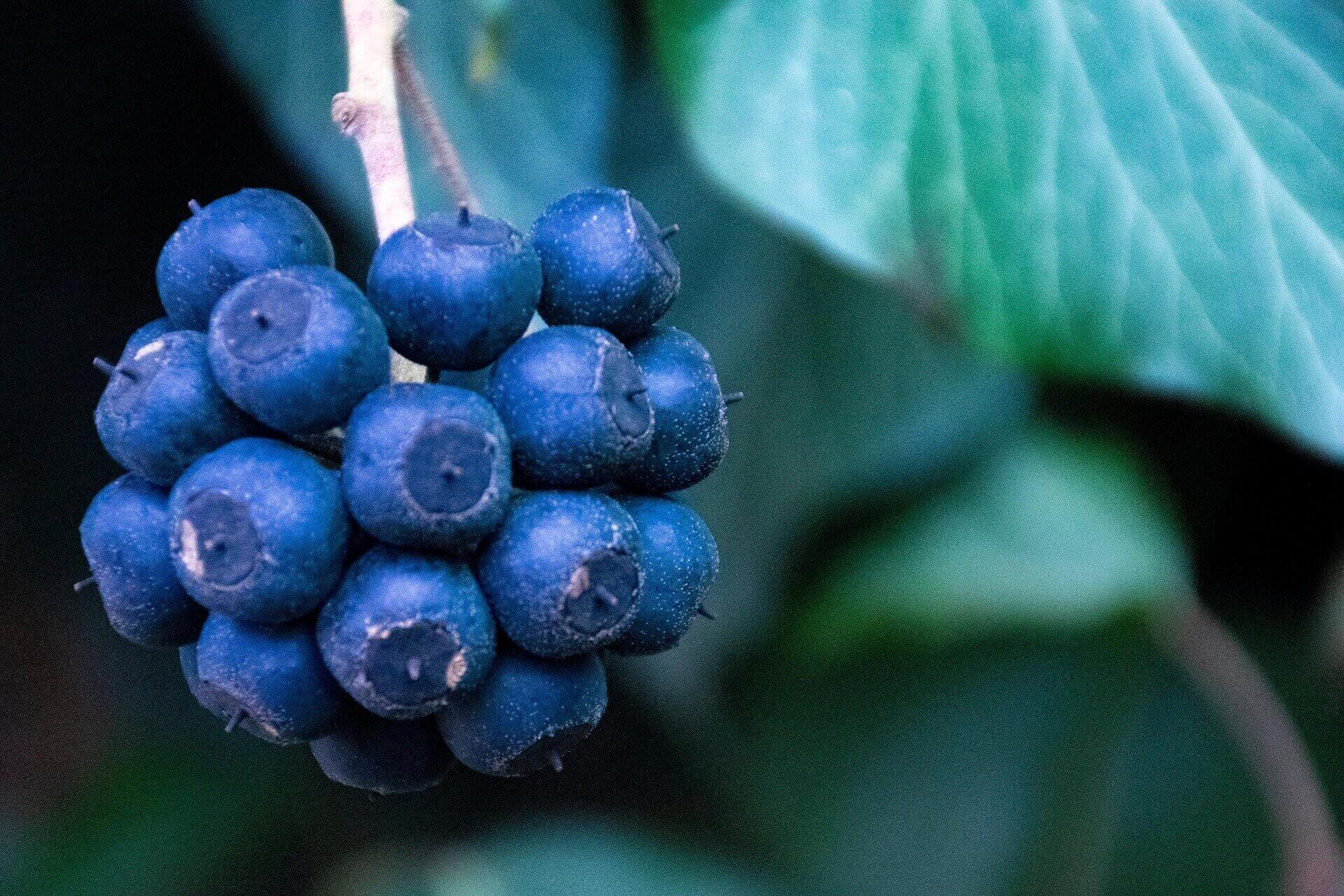 Superfood berries rich in antioxidants, ideal for weight loss and health supplements.
